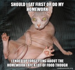 Hairless Cat