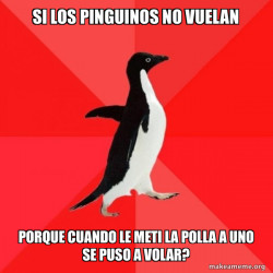 pinguino fiu fiu
