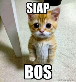 Cute Cat Standing