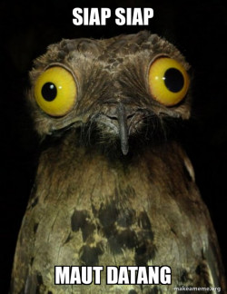 Weird Stuff I do Potoo