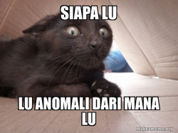 Schitzo Cat