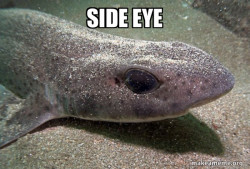 Dirty Joke Dogfish