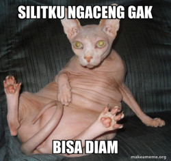Hairless Cat