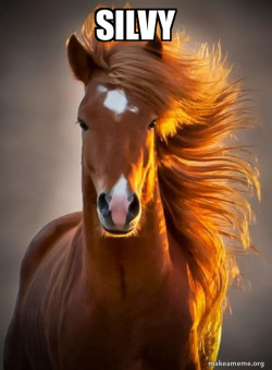 Ridiculously photogenic horse