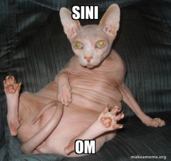 Hairless Cat
