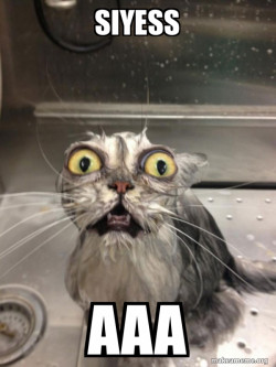 Cat angry