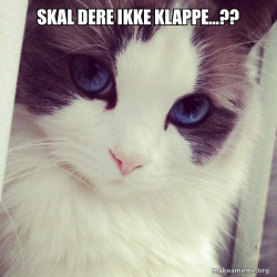 Ridiculously Photogenic Cat