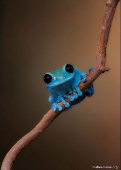 Small Fact Frog
