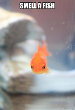 Grumpy Fish