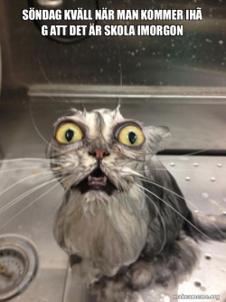 Cat bath