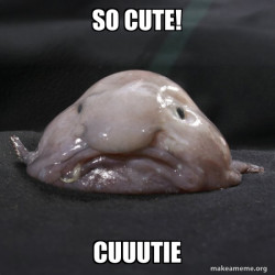 Blobfish