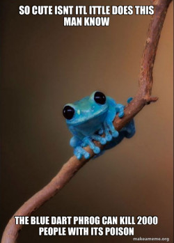 Small Fact Frog