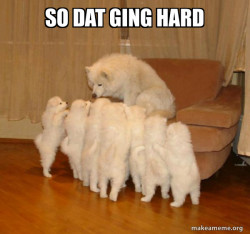 Storytelling Dog
