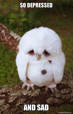 Sad Owl