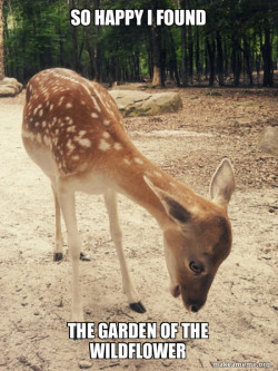 O M G Deer