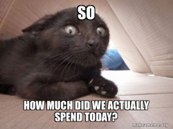 Schitzo Cat