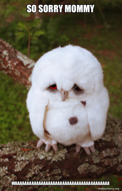 Sad Owl