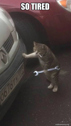 Mechanic Cat