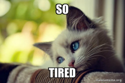 First World Cat Problems