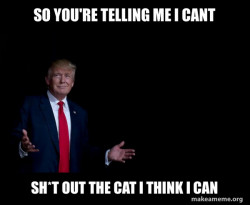 Trump Everything is FIne
