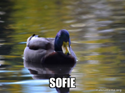 Zen Advice Mallard