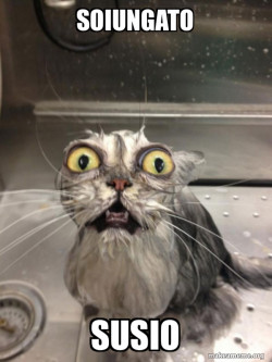 Cat bath