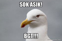 Stuff That Didn't Happen Seagull