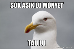 Stuff That Didn't Happen Seagull