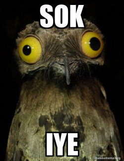 Weird Stuff I do Potoo