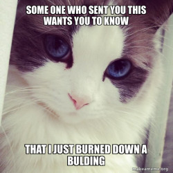 Ridiculously Photogenic Cat