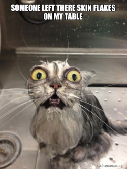 Cat bath