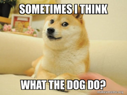 Doge