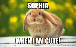 Regretful Rabbit