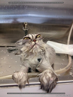 Cat Bath Returns