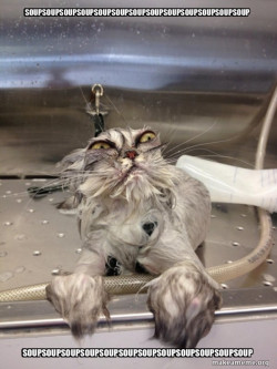 Cat Bath Returns