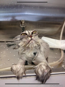 Cat Bath Returns