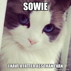 Ridiculously Photogenic Cat