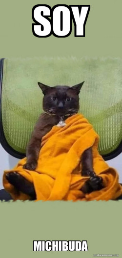 Zen Cat