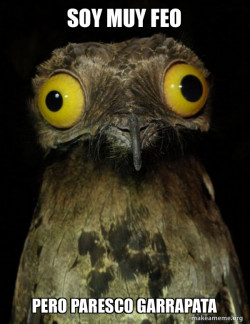 Weird Stuff I do Potoo