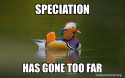 Fashionable Advice Mallard