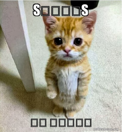 Cute Cat Standing