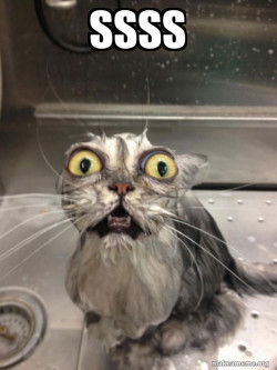 Cat bath