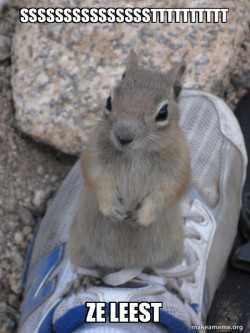 Standover Squirrel
