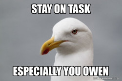 Stuff That Didn't Happen Seagull