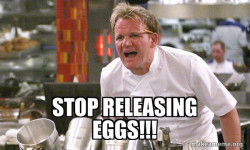 Gordon Ramsay Hell's Kitchen