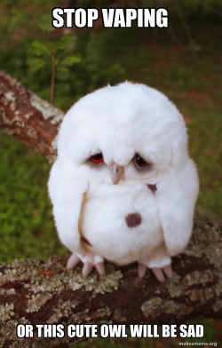 Sad Owl