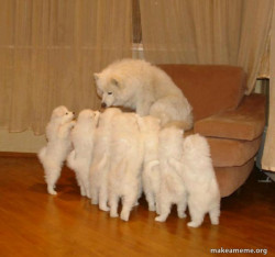 Storytelling Dog