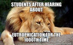 Confession Lion