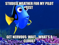 Dory from Nemo  (5 second memory)
