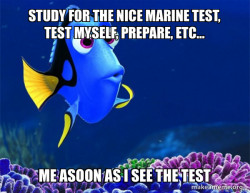 Dory from Nemo  (5 second memory)